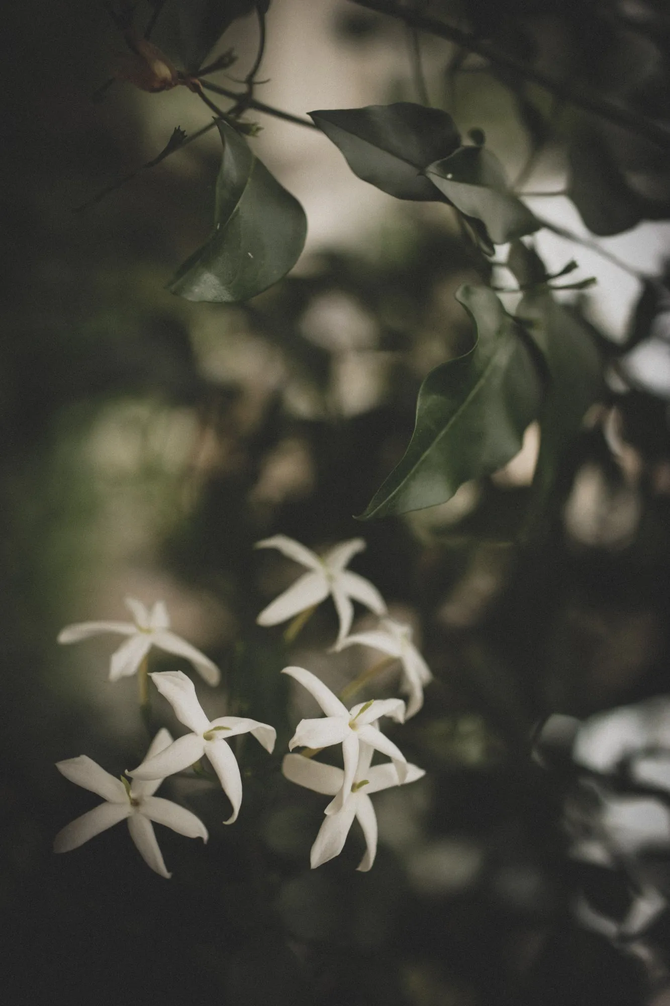 Single Essence of Jasmine